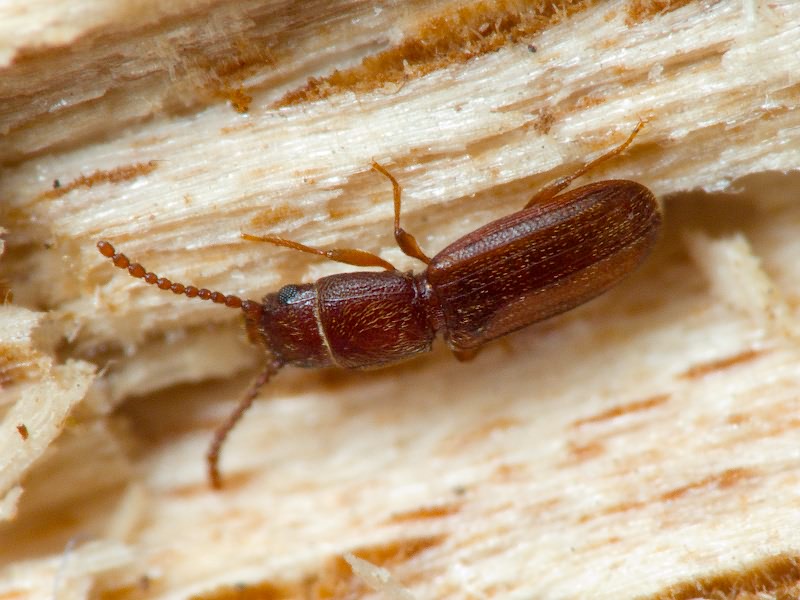 Cryptolestes ferrugineus (Stephens, 1831)